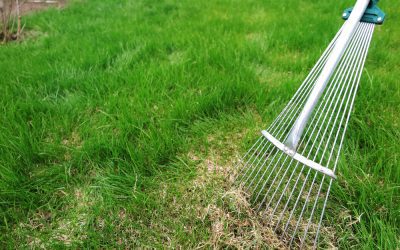 What Is Dethatching? Unlocking the Secrets of Lawn Care