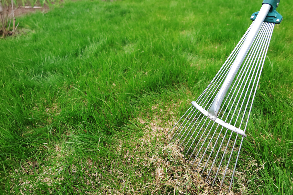 What Is Dethatching? Unlocking the Secrets of Lawn Care
