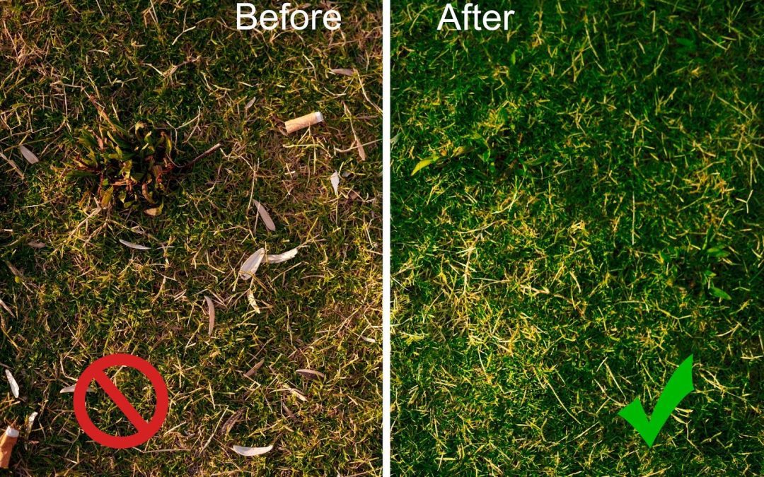 Revive Your Dead Grass This Summer: A Step-by-Step Guide
